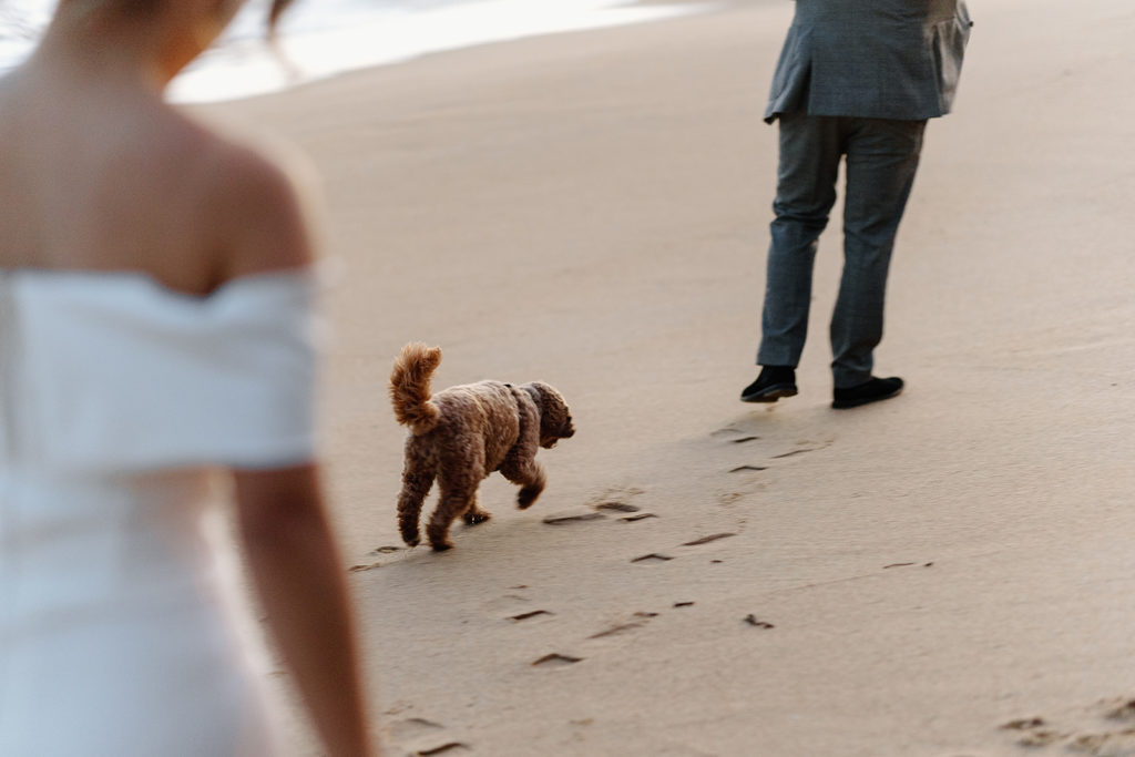 Sunset beach elopement with dog
